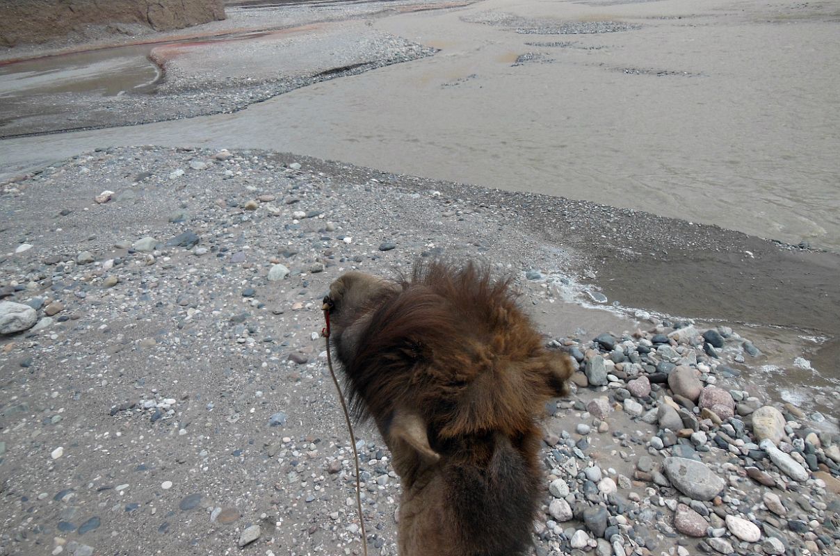 08 Riding A Camel To Cross The Shaksgam River On The Trek To Gasherbrum North Base Camp In China